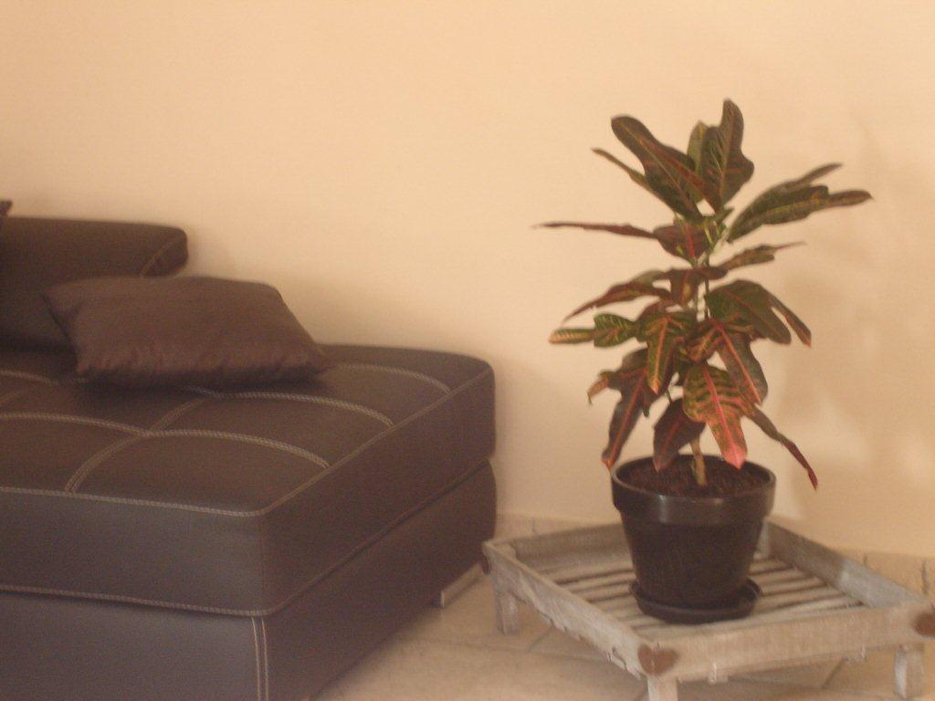 clayette decorative (2)